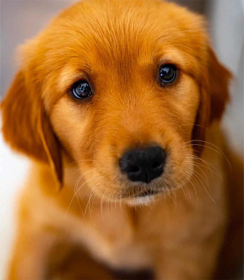 Cute puppy with adorable puppy eyes