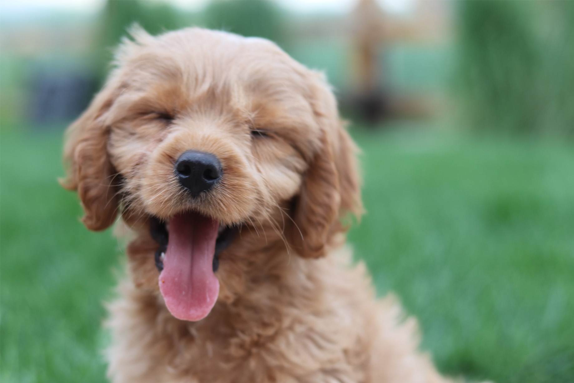 Cute funny puppy with his tongue sticking out