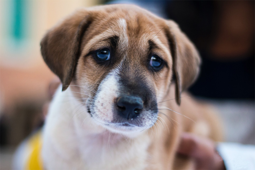 Puppy with the cutest eyes