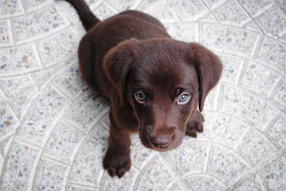 Puppy with cute eyes