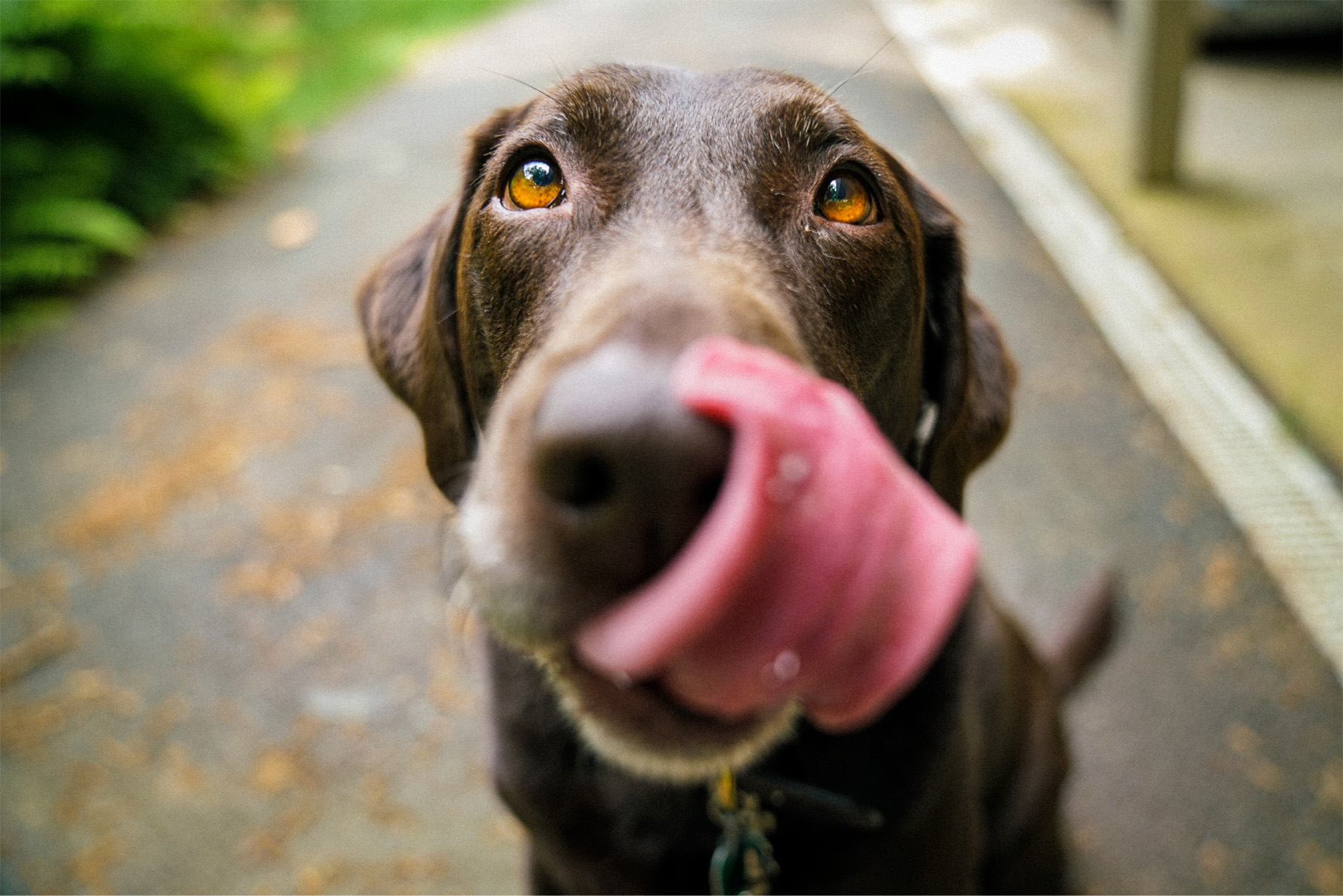 Puppy with cute eyes and a huge tongue