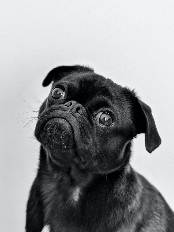 Very cute puppy with big eyes